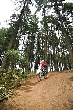 Mountain biker riding in forest