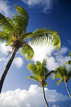 Low angle view of palm trees