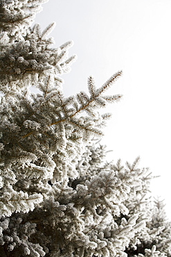 Pine tree in winter against clear sky