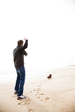 Dachshund fetching on beach