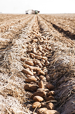 Potato harvest, Colorado, USA