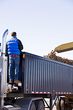 Potato harvest, Colorado, USA