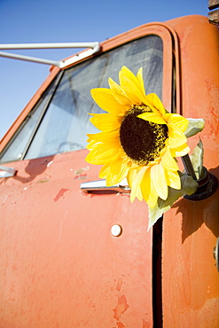 Sunflower in gas tank of old truck