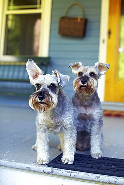 Two schnauzers sitting on porch, New York, NY