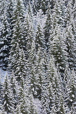 Elevated view of forest at winter, Cascade Range, Oregon