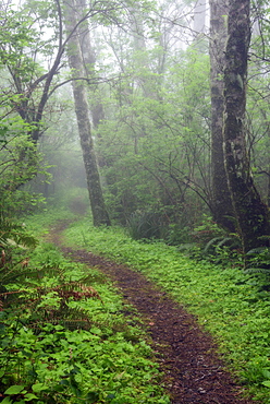 Footpath in forest, Cape Perpetua, Oregon