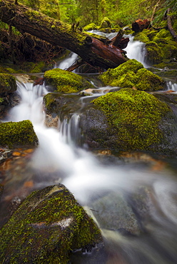 Stream in forest, Marion County, Oregon