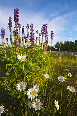 Daisies and Lupins growing on meadow, Marion County, Oregon