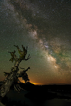 Milky Way and old tree at night, Crater Lake National Park