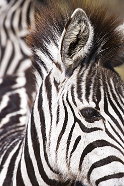 Close up of zebra