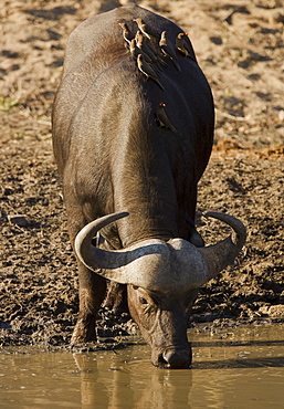 Water buffalo with birds on back