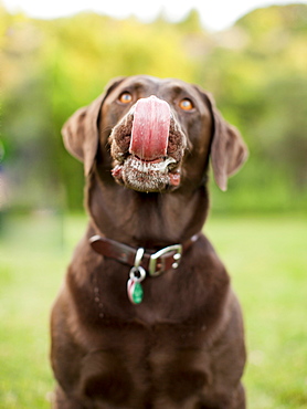 Chocolate Lab, USA, Utah, Salt Lake City