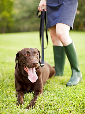 Chocolate Lab, USA, Utah, Salt Lake City