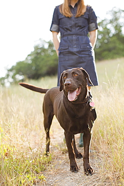 Chocolate Lab, USA, Utah, Salt Lake City