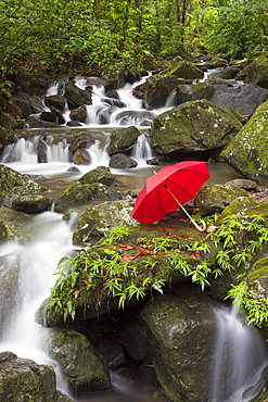 Umbrella left by scenic waterfall, El Yunque, Puerto Rico