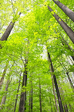 View of tall trees, Morristown, New Jersey