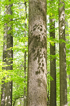 Forest in springtime, New Jersey, USA