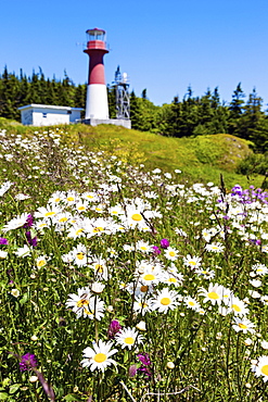 Flowers on hill with lighthouse on background, New Brunswick, Canada