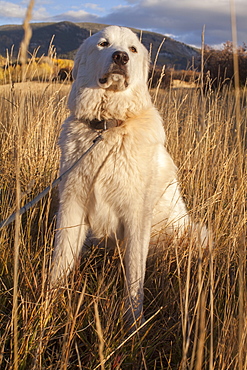 Portrait of dog in field, Colorado