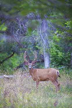 View of deer in forest, Colorado