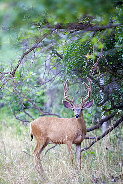 View of deer in forest, Colorado