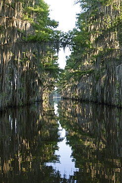 Scenic view of lake, Caddo Lake State Park, Texas 