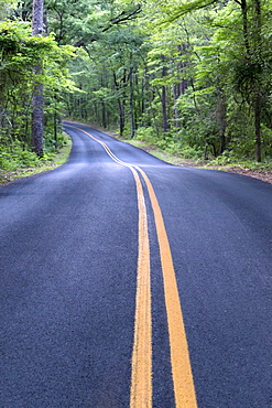 Empty road in forest, Caddo Lake State Park, Texas 