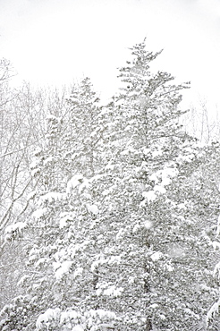 View of snowcapped trees, New Jersey, USA