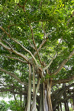 Banyan trees, Jupiter, Florida, USA