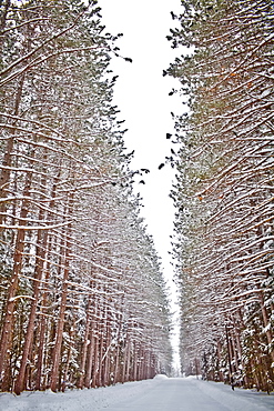 View of road in snowy forest, USA, New York State