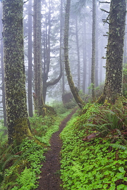 Footpath in foggy forest, USA, Oregon, Cascade Head