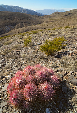 Close up of cactus in desert, USA, California, Death Valley National Park