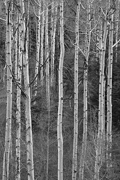 View of birch tree forest, USA, Utah, Unitas National Forest