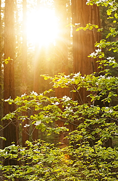 Forrest on sunny day, USA, California, Sequoia National Park