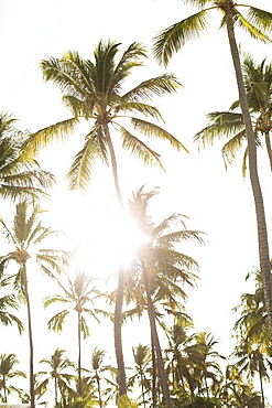 Palms against sky and sunlight