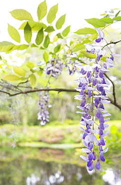 Wisteria in bloom