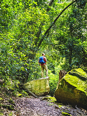 Australia, New South Wales, Katoomba, Rear view of mid adult man standing on rock in forest