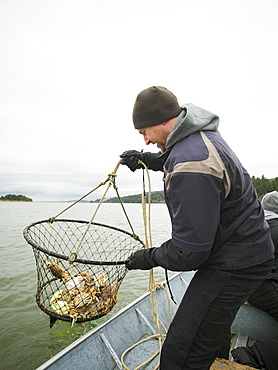 Man pulling net full of crabs, Rockaway Beach, Oregon