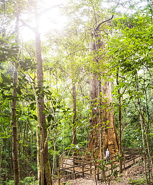 Australia, New South Wales, Port Macquarie, Mature woman in forest