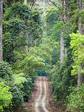 Australia, New South Wales, Port Macquarie, Dirt road in lush forest