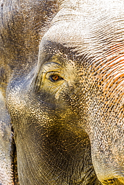 Close up of Indian elephant looking at camera