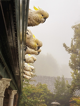 Cockatoos on roof in Katoomba, Australia