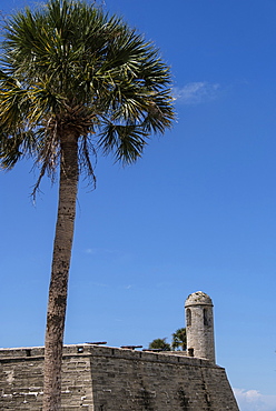 Palm tree by Castillo de San Marcos in St. Augustine, USA