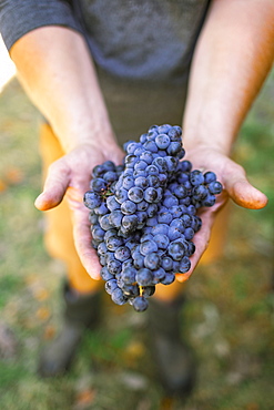 Man's hands holding grapes in vineyard