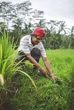 Farm worker using scythe in Bali, Indonesia