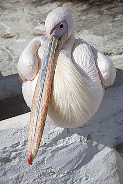 Pelican on rock