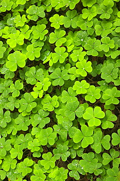 Clover Muir Woods National Park California USA