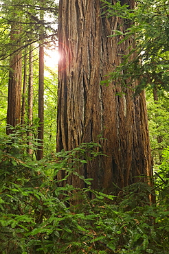 Redwoods in Muir Woods National Park California USA