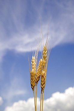 Closeup of wheat