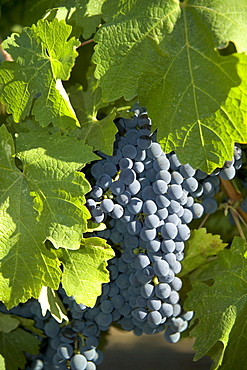 Closeup of California wine grapes